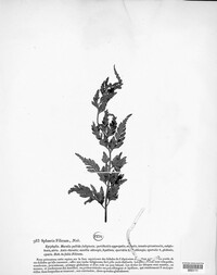 Mycosphaerella filicum image
